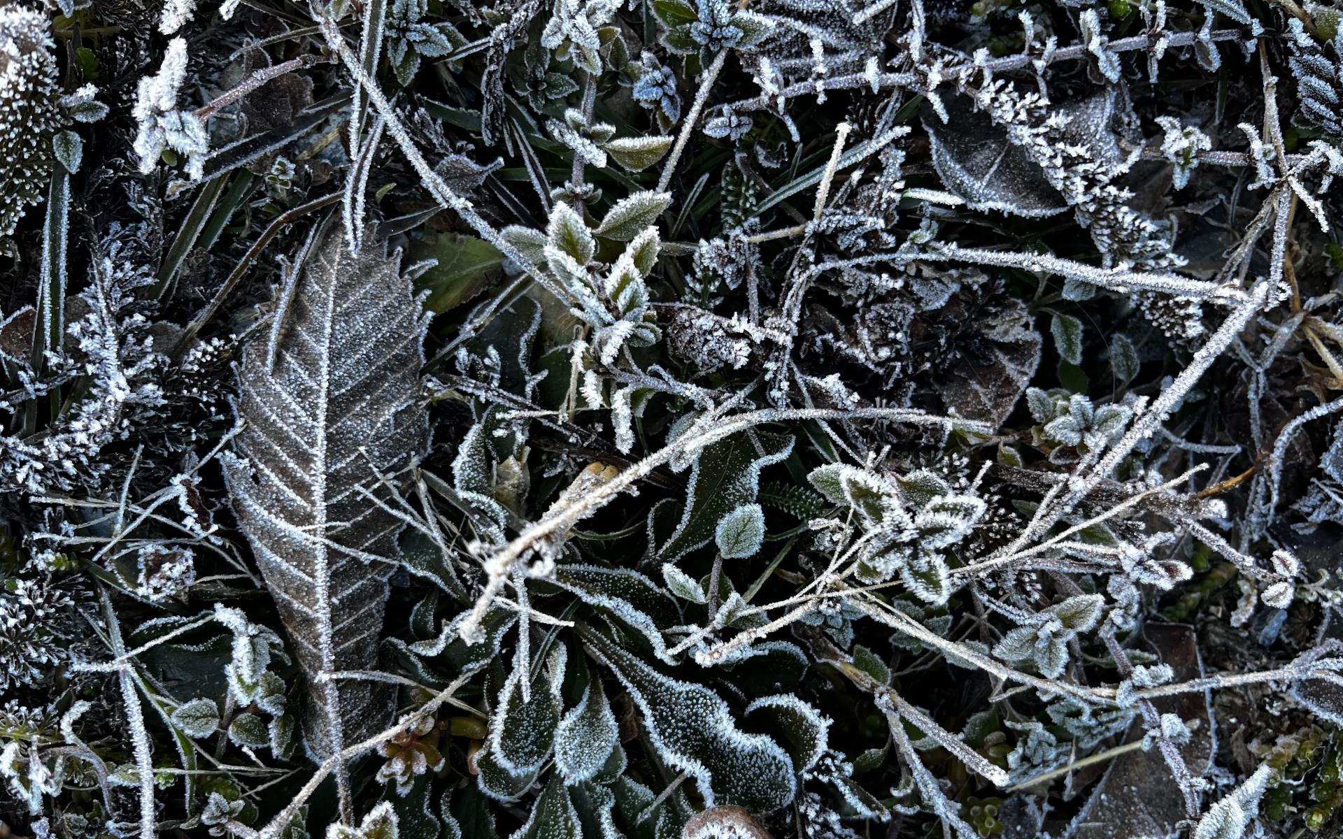 leaves with frosty edges